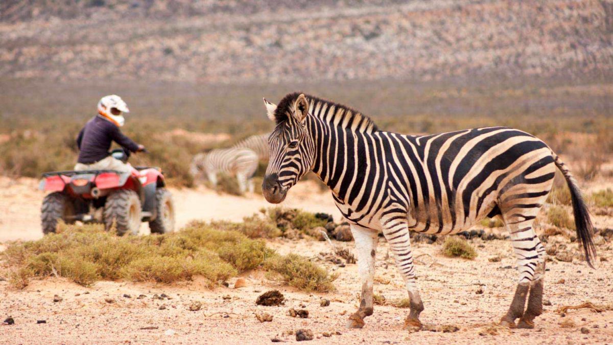 safari worcester western cape