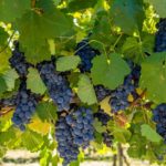 AanDeDoorns 3 150x150