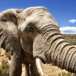 Aquila Safari Game012 1 150x150