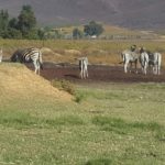 Eagles Cliff 21 150x150