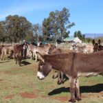 Eseltjiesrus donkey sanctuary3 150x150