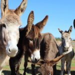 Eseltjiesrus donkey sanctuary4 150x150