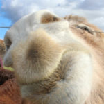 Eseltjiesrus donkey sanctuary5 150x150