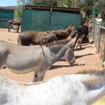 Eseltjiesrus donkey sanctuary6 150x150