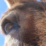 Eseltjiesrus donkey sanctuary7 150x150