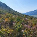 Klipheuwel Farm 6 150x150