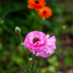 The Habit 23 150x150