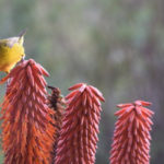 Amathunzi new 15 150x150