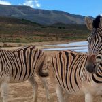 Amathunzi new 3 150x150