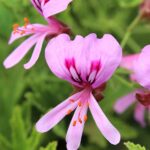 IMG 20240607 WA0023 150x150