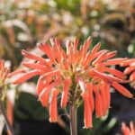 IMG 20240607 WA0029 150x150