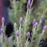 IMG 20240607 WA0031 150x150